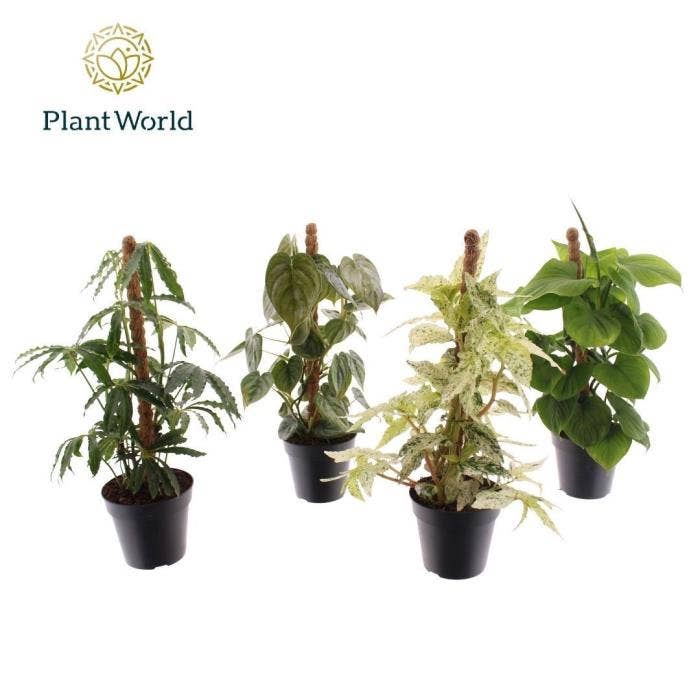 Green houseplant Botanic