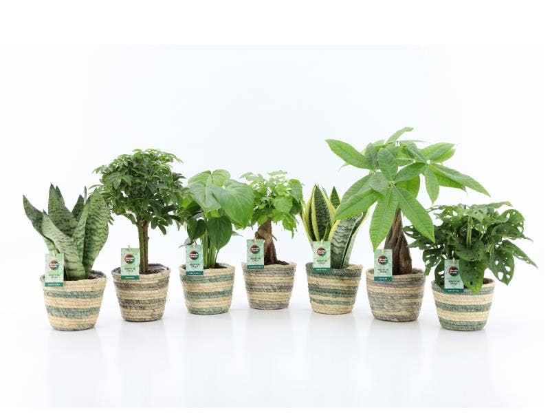 Green houseplant (Easy Care) in Noah Lines