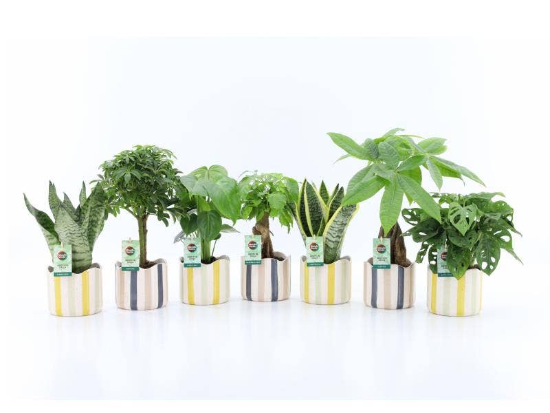 Green houseplant (Easy Care) in Nouveau