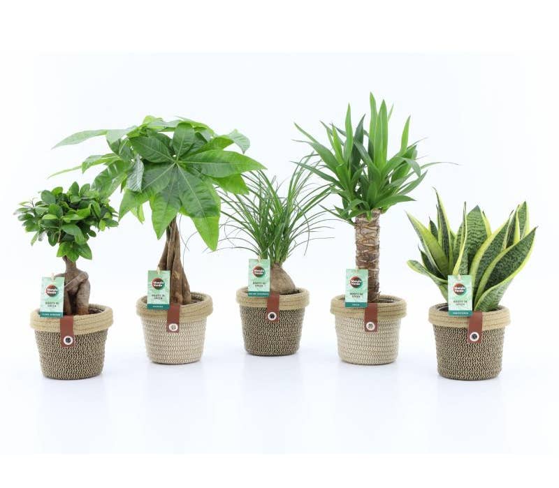 Green houseplant (Easy to care) in Noah Deluxe