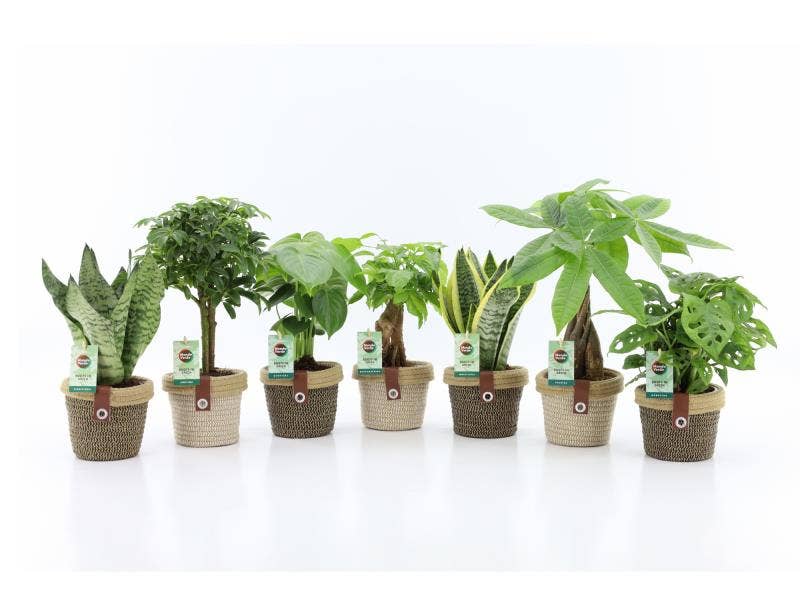 Green houseplant (Easy to care) in Noah