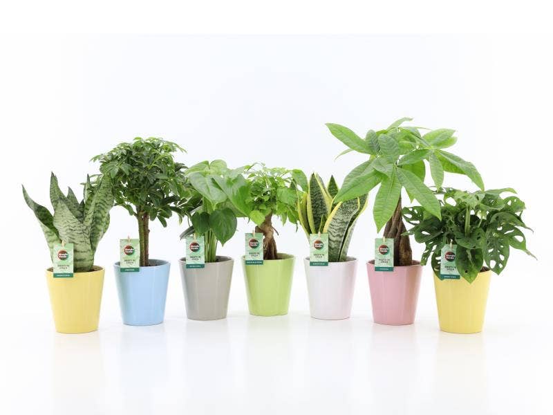 Green houseplant (Easy to care) in Pastel