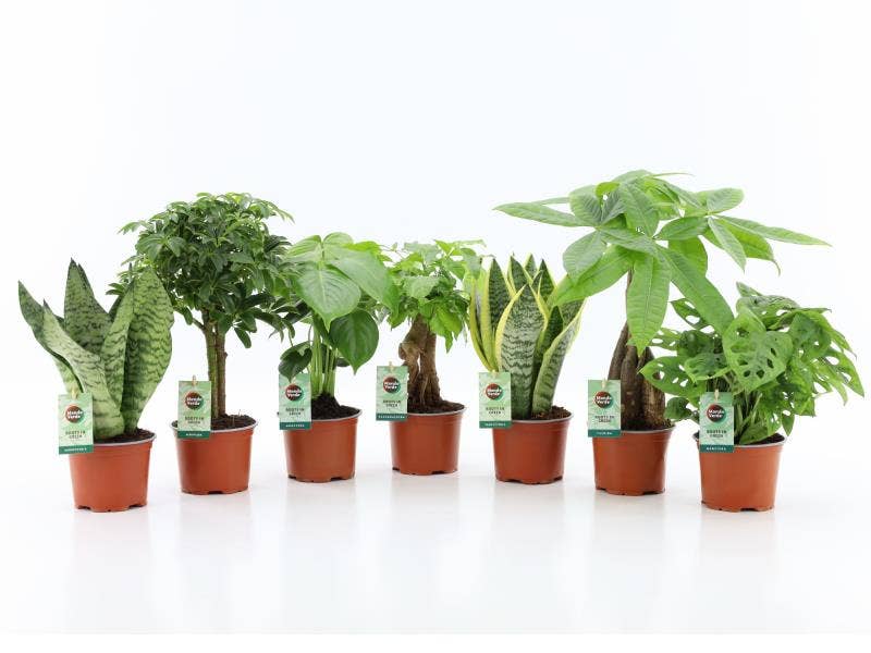 Green houseplant (Easy to care)