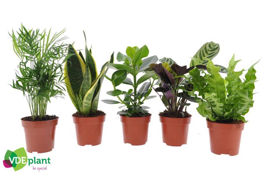 Green houseplant (Easy to care)