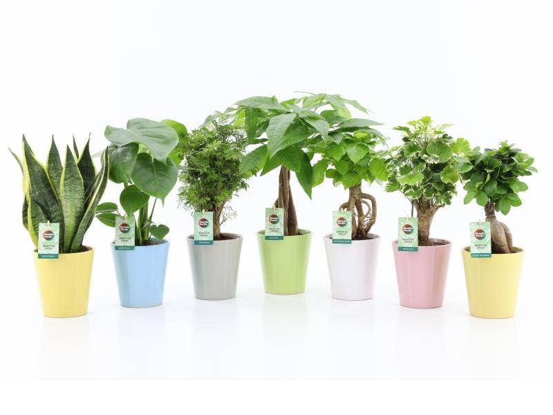 Green houseplant (Exotic) in Pastel