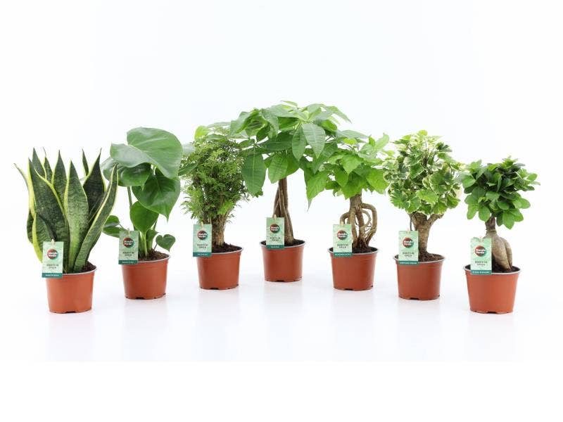 Green houseplant (Exotic)