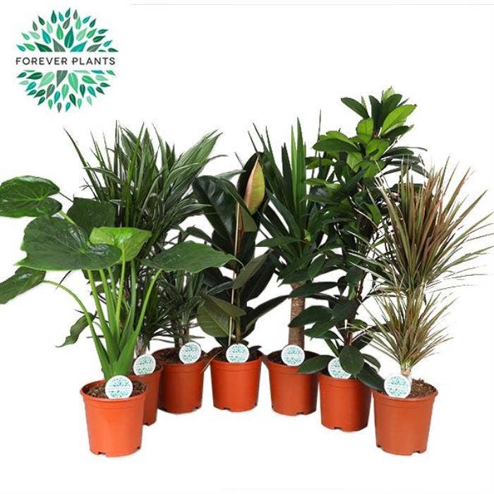 Green houseplant (Full CC)