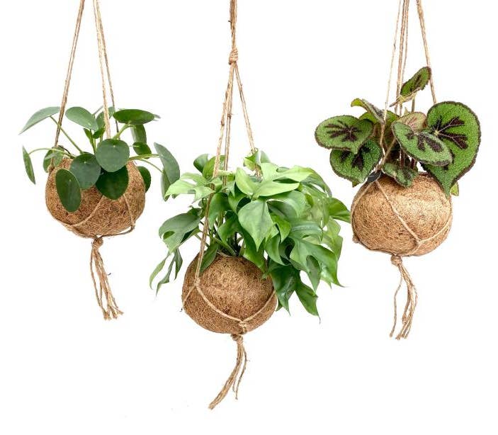 Green Houseplant in cocos hanging basket