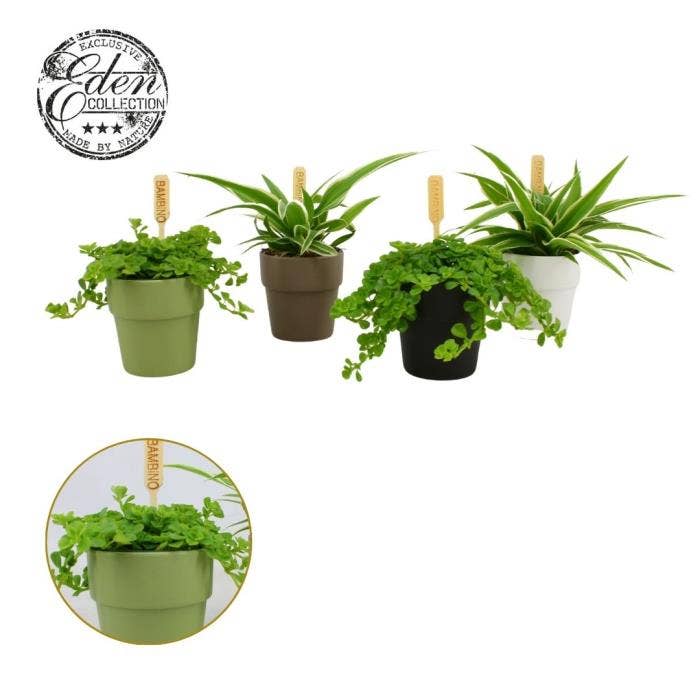 Green houseplant in Dubai 