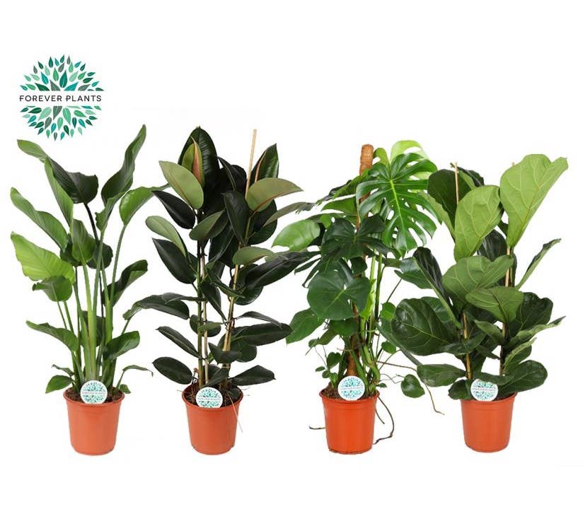 Green Houseplant (luxe)