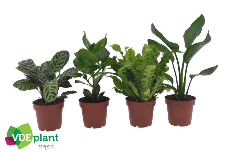 Green houseplant (premium)