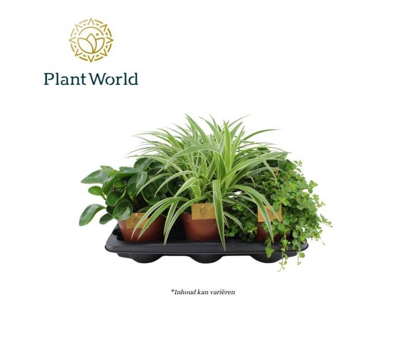 Green houseplant