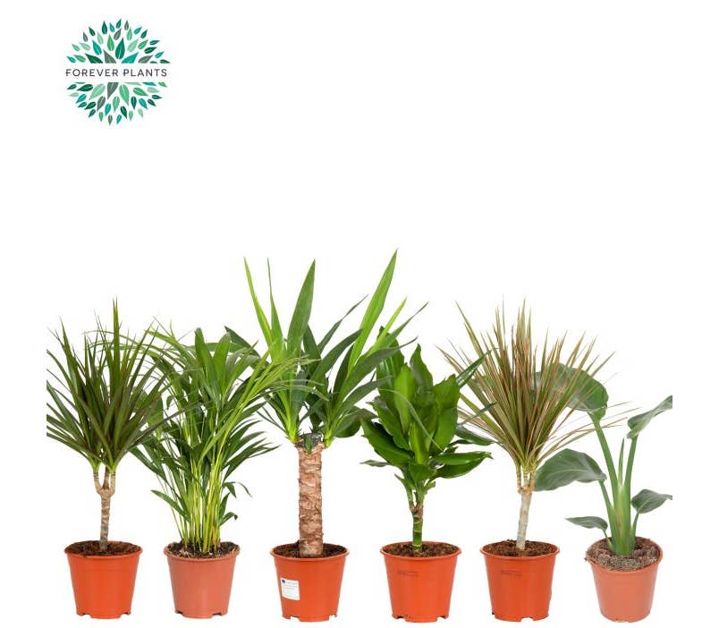 Green houseplant