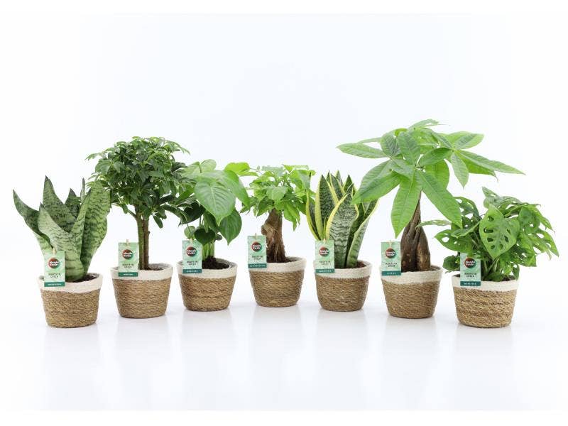 Green houseplants (Easy to Care) in Noah Korb