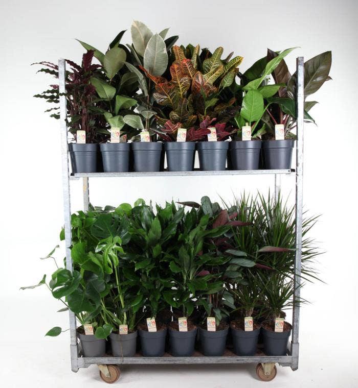 Green houseplants trolley 01