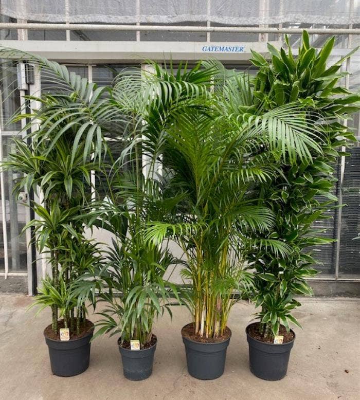 Green houseplants trolley deal