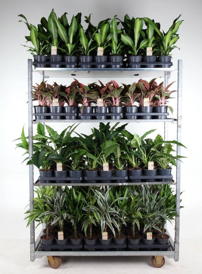 Green houseplants Winter Promo