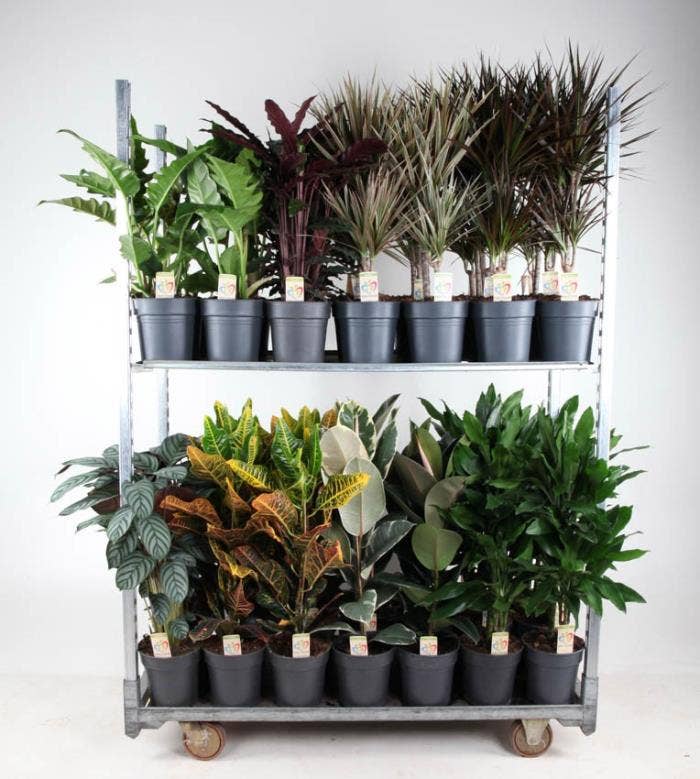 Green houseplants Winter Promo