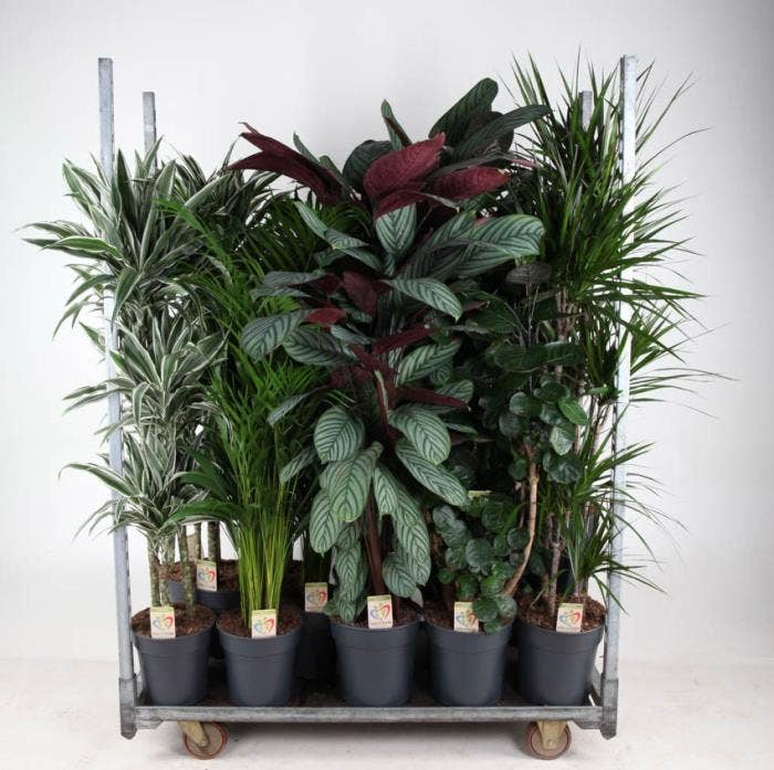 Green houseplants Winter Promo