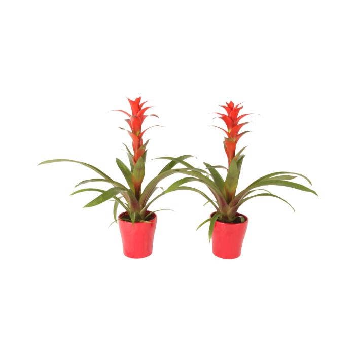 Guzmania Allura in Anna ceramic