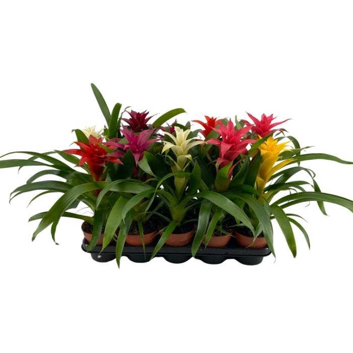 Guzmania compact