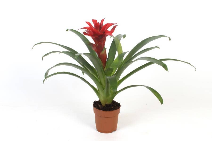 Guzmania 'Denise' (basic)