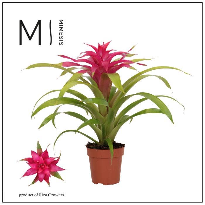 Guzmania Deseo Pink