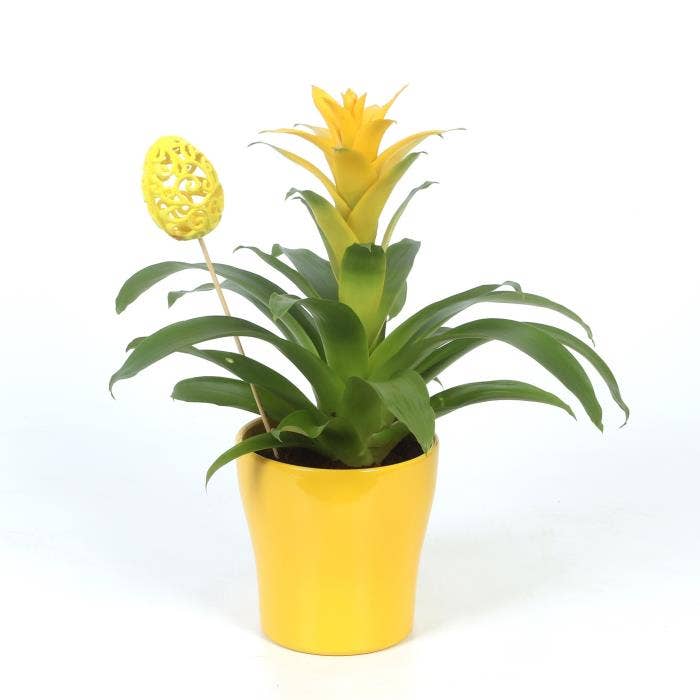 Guzmania Diana in Anna with egg