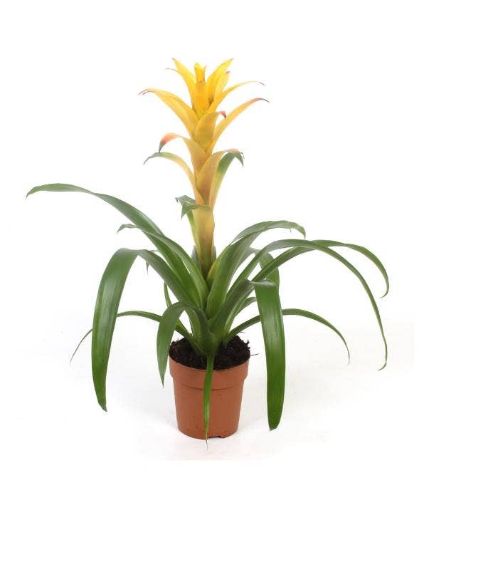 Guzmania 'Hilda' (basic)