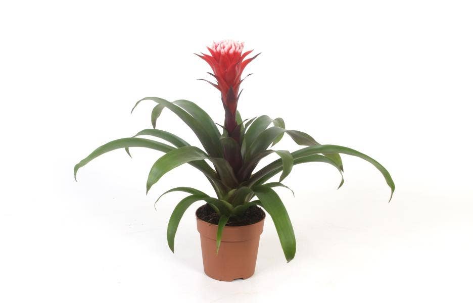 Guzmania 'Hope' (basic)