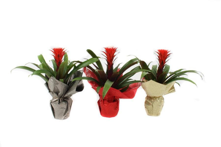Guzmania Hope in Christmas Rondella
