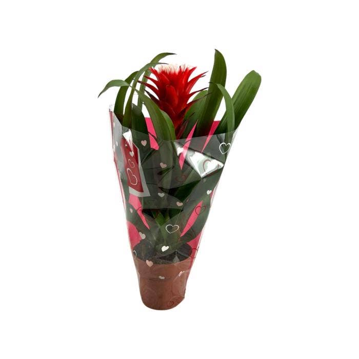 Guzmania Hope in Hearts sleeve
