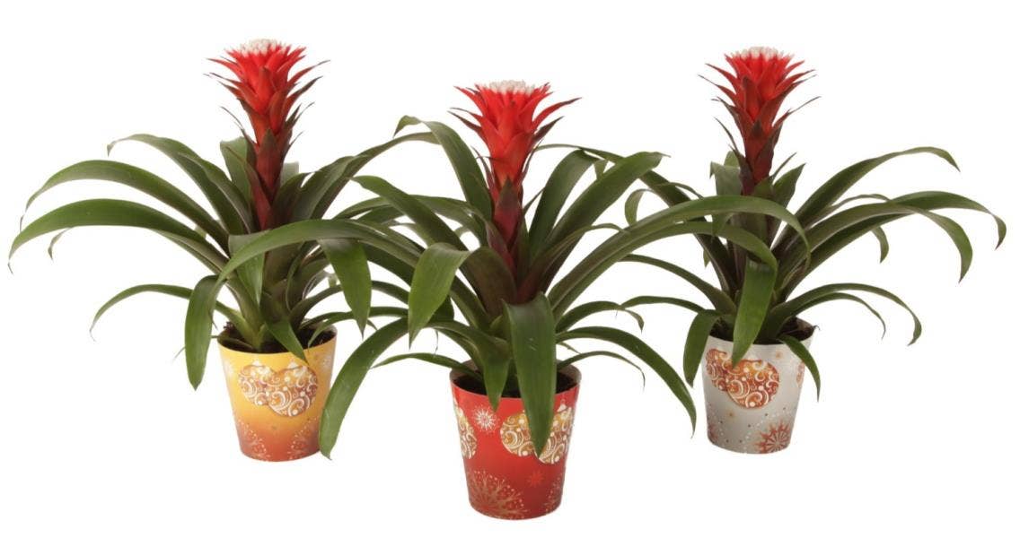 Guzmania Hope in kerst cover