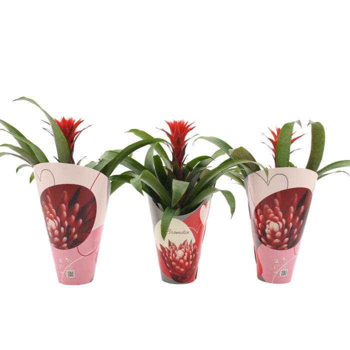 Guzmania Hope in luxe cover Love