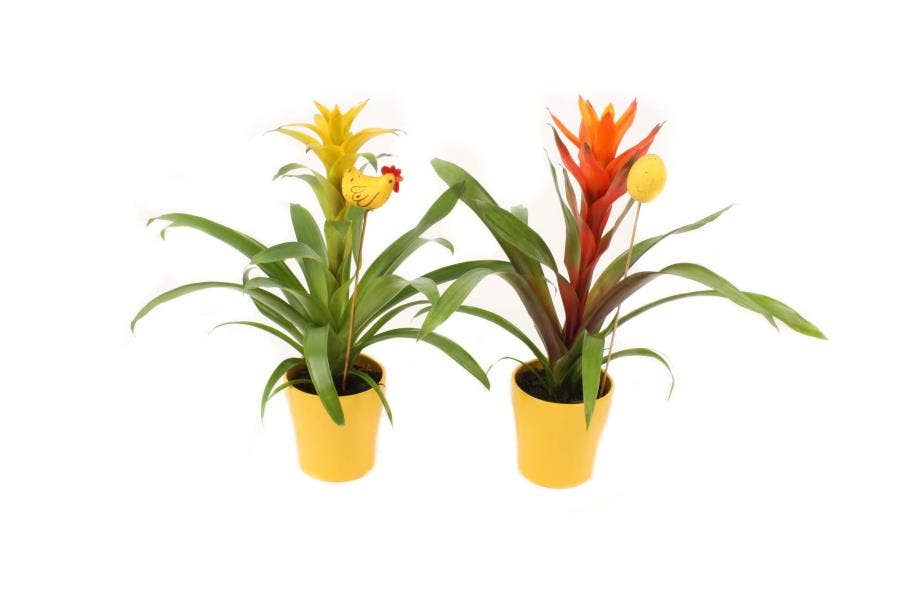 Guzmania in Anna with egg