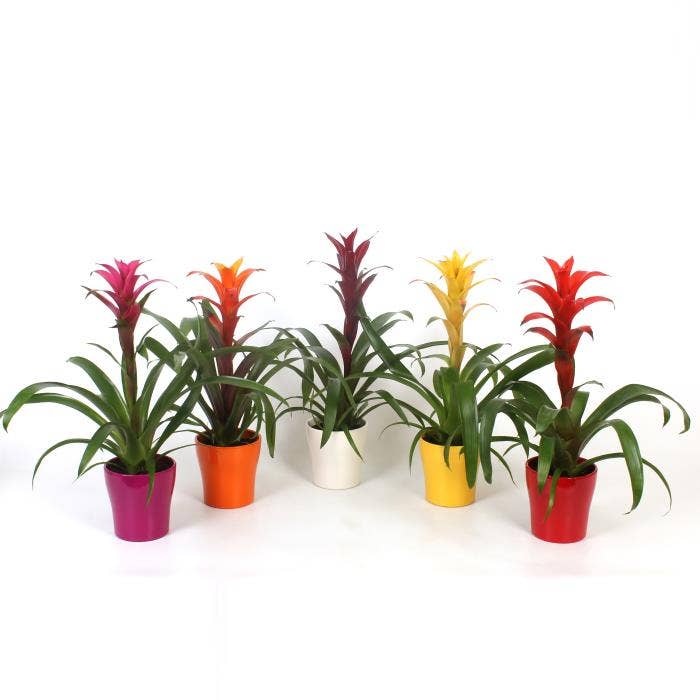 Guzmania in Anna