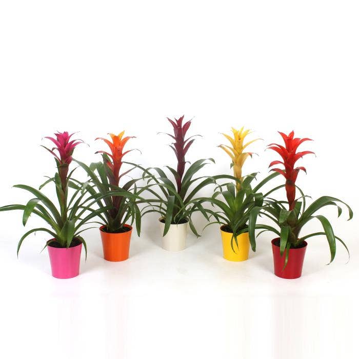 Guzmania in plastic Inge
