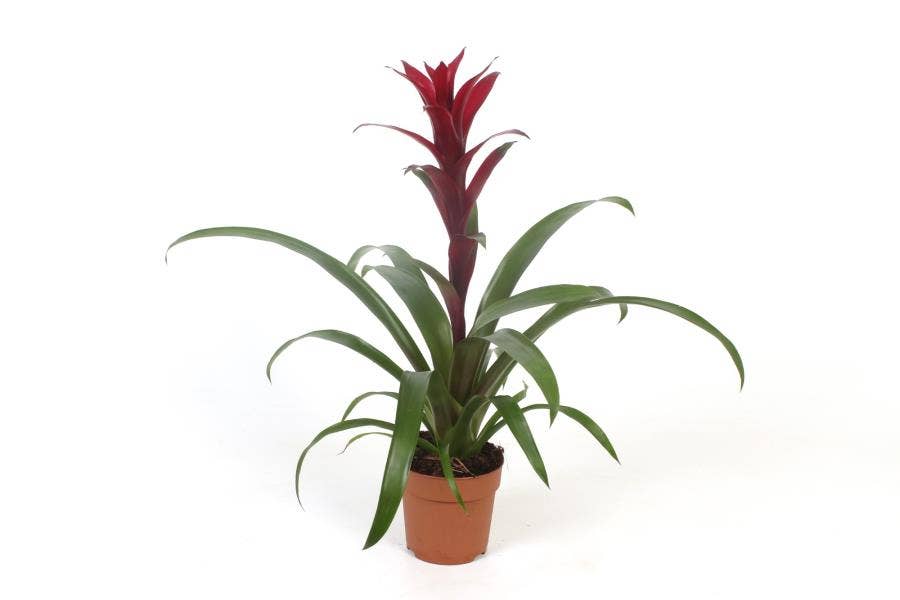 Guzmania Nextara