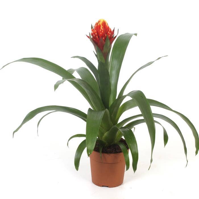 Guzmania Punta