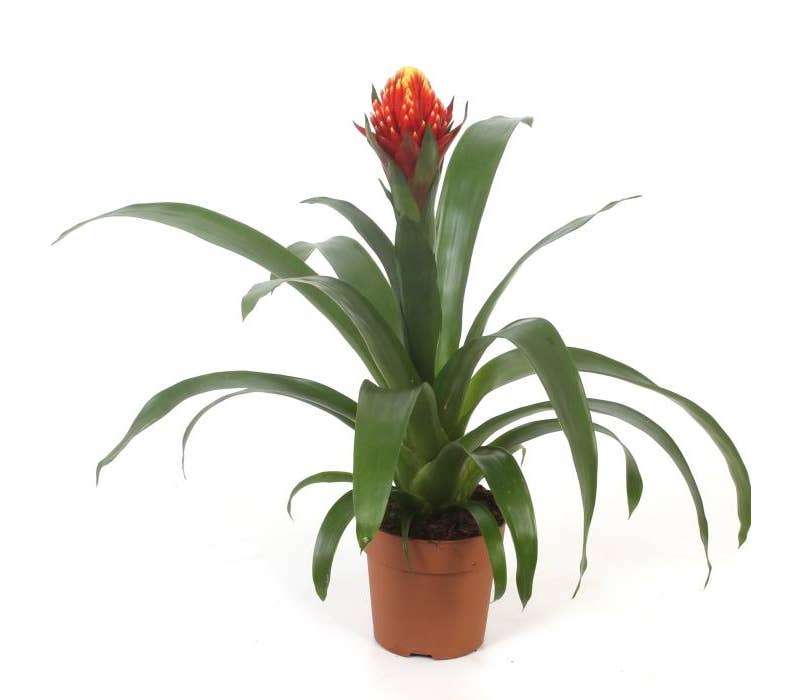 Guzmania Punta