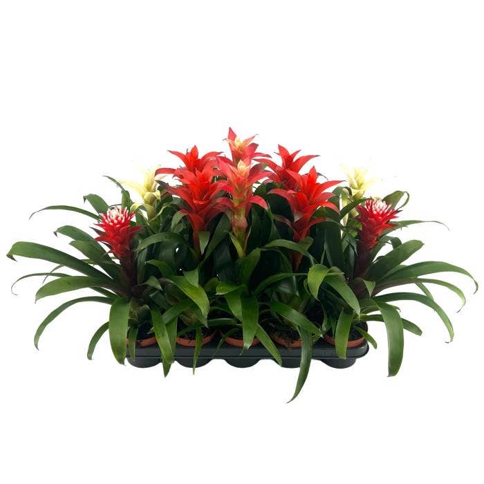 Guzmania Red & White