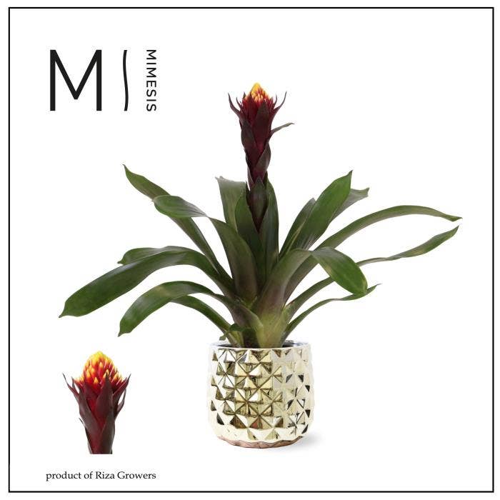 Guzmania Rockyflower Akabar in Royal Crown