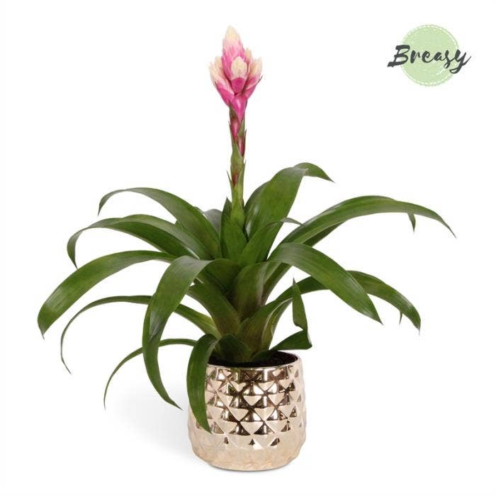 Guzmania Rockyflower Candy in Royal Crown