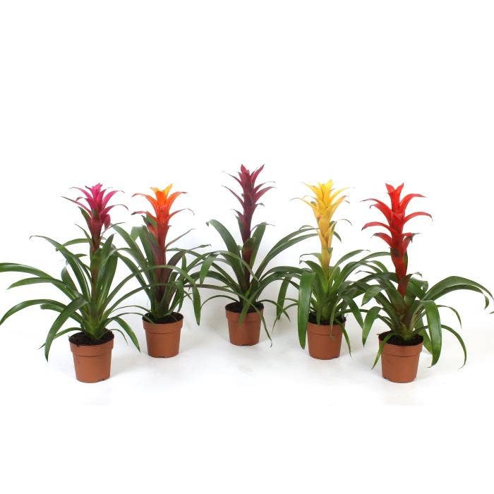 Guzmania