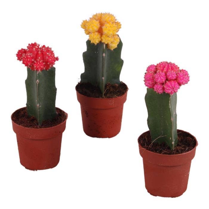 Gymnocalycium mih. Japan