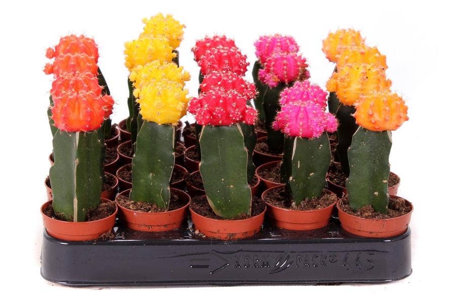 Gymnocalycium mih. Japan