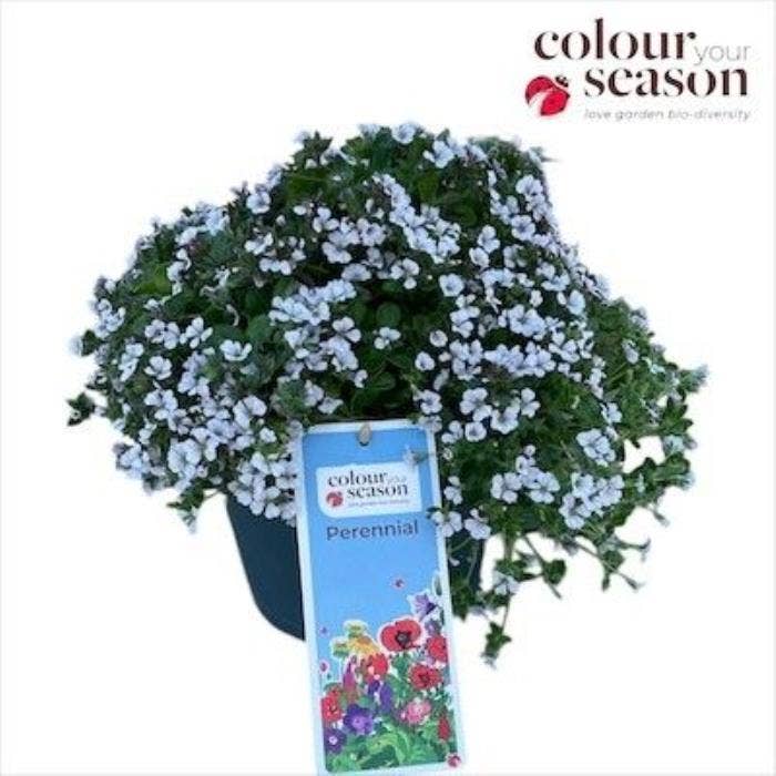 Gypsophila cerastioides 