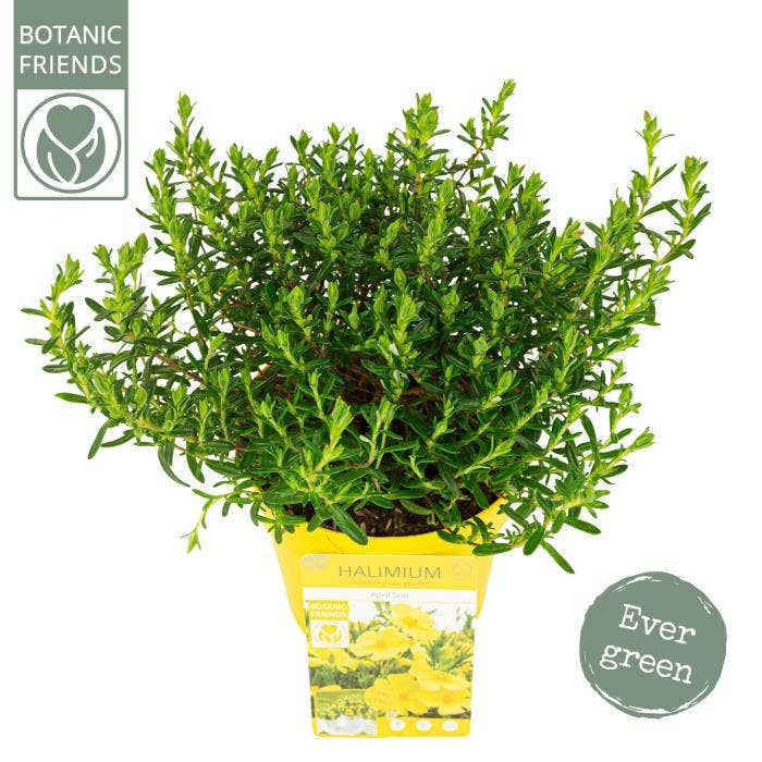 Halimium 'April Sun'