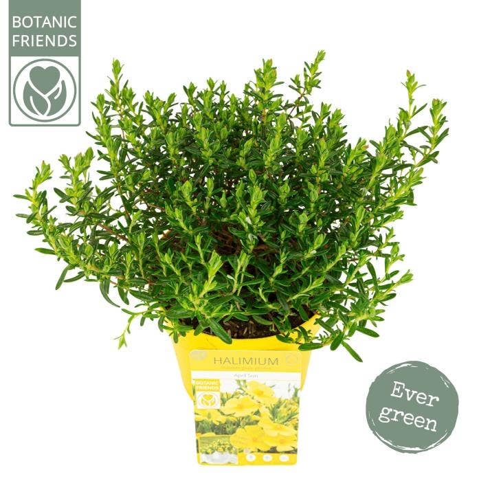 Halimium lib. 'April Sun'