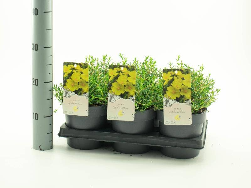 Halimium 'Libanotis'